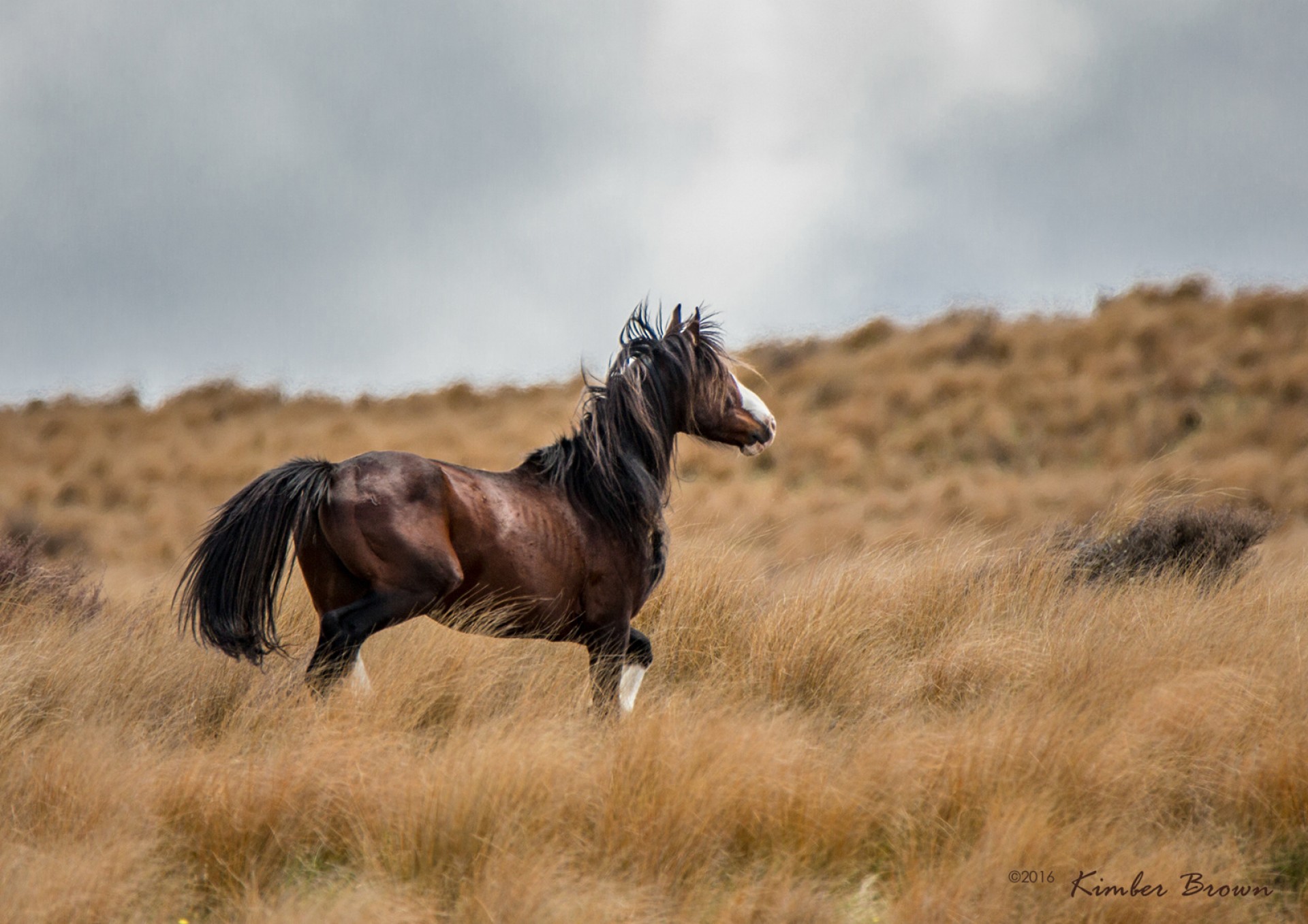 Kaimanawa Horses - Kimber Brown Photography