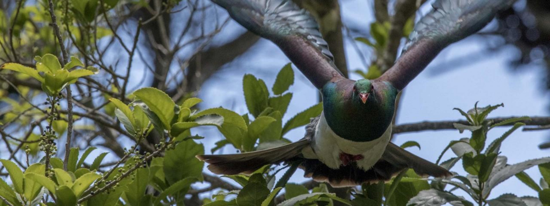  Tiritiri Matangi & Kawau Islands Adventures