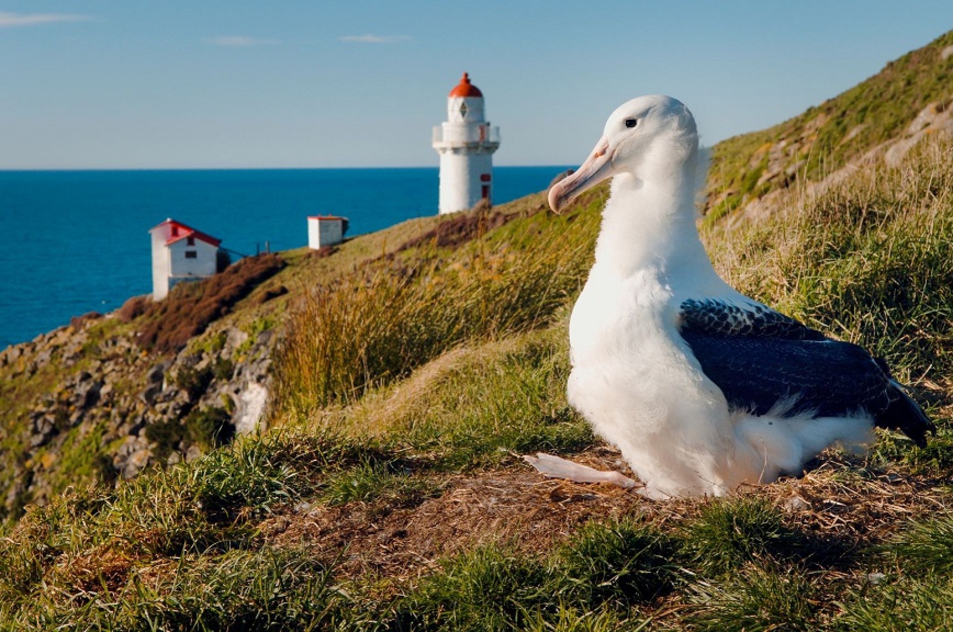 Dunedin's Stay and Play, Heritage Homes & Castles.